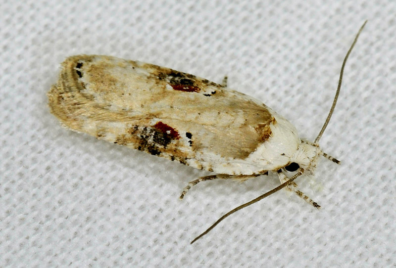 Agonopterix alstrmeriana - Elachistidae